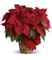 1 Plant Poinsettia in Basket with Bow 